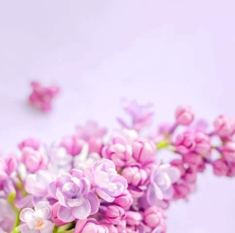 flowers-banner-large.jpg flowers-banner-large.jpg