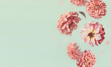 flowers-banner-medium-bottom.jpg flowers-banner-medium-bottom.jpg